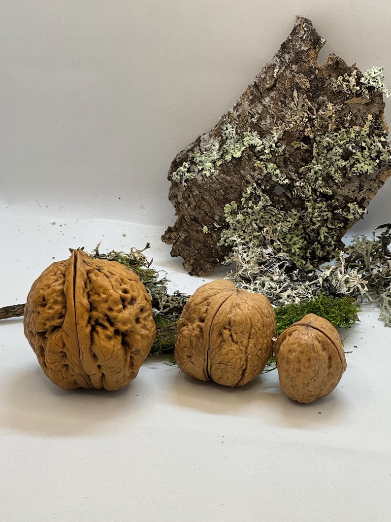 Closed walnut shell box with natural texture and smooth surface. Unique eco-friendly miniature keepsake box for secret messages or rings.