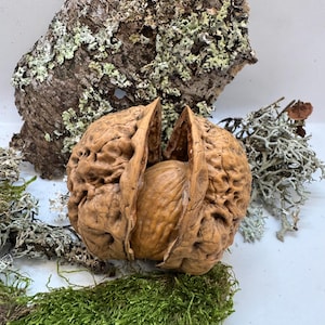 Miniature walnut shell box held in hand to show size. Ideal for tiny gifts, fairy decor, or wedding ring box with rustic woodland style.