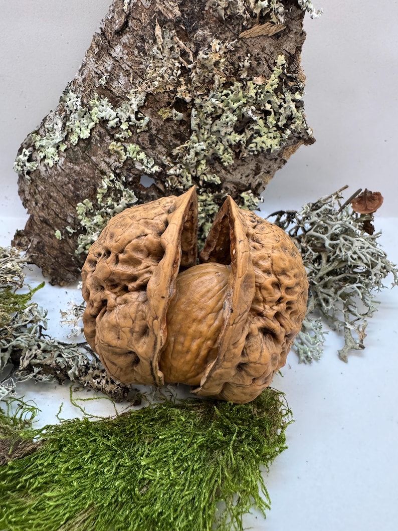 Miniature walnut shell box held in hand to show size. Ideal for tiny gifts, fairy decor, or wedding ring box with rustic woodland style.