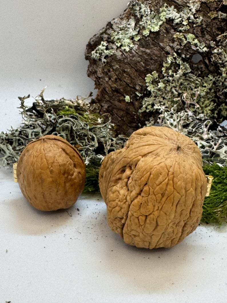Set of natural walnut shell boxes with brass hinges, perfect for eco-friendly gifts, dollhouse accessories, or woodland wedding favors.
