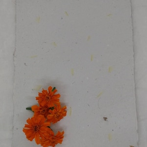 French Double Dwarf Marigold Seed Paper, orange marigold seeds, red marigold seeds, marigold seeds paper, african marigold, marigold seed