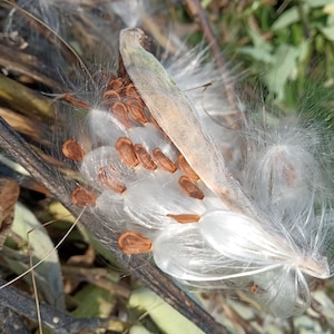 Könnte beinhalten: Nahaufnahme einer Seidenpflanze mit Samen und seidenartigen Fasern. Die Schote ist geöffnet und die Samen sind sichtbar. Die Fasern sind weiß und flauschig.