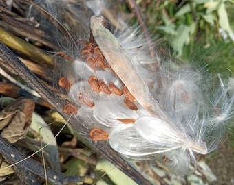 1 oz/28g Milkweed floss, milkweed silk, milkweed fluff, papermaking, clean milkweed fluff, papermaking material, stuffing, milkweed fiber