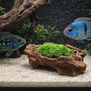 May include: An aquarium scene featuring two vibrant fish. One is blue with yellow and black markings, the other teal with red eyes. A wooden ornament with green moss is in the centre of the tank.