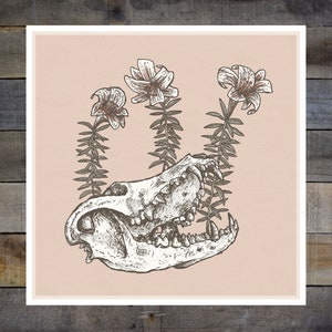 May include: A white animal skull with open jaws, surrounded by three white flowers with brown stems on a light pink background.
