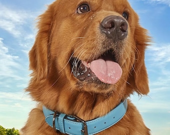 May include: A golden retriever dog wearing a light blue leather dog collar. The dog is looking up and has its mouth open, showing its tongue.