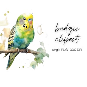 Budgie Clipart | Watercolor Clipart, Watercolor Budgie, Budgerigar Clipart, Budgie Images, Cute Budgie, Digital Download