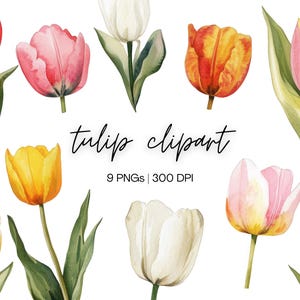 Tulip Clipart Bundle | Watercolor Tulips, Watercolor Clipart, Spring Flower Png, Flower Clipart, Tulips Clipart Png, Digital Download