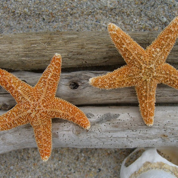 Étoile de mer cheveux lot de 2, mariages de plage, Starfish pinces à cheveux, Costume de sirène, Destination Wedding, Sea Life, pinces à cheveux thème océan, étoile de mer