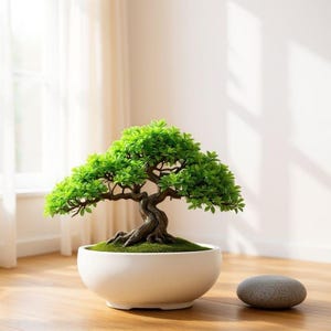 Könnte beinhalten: Ein Bonsai-Baum mit leuchtend grünen Blättern und einem strukturierten braunen Stamm in einem weißen Keramiktopf. Ein glatter, grauer Stein liegt auf dem Holzboden neben dem Bonsai und schafft eine ruhige, natürliche Ästhetik.