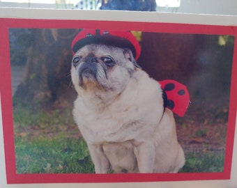 Pug Birthday Card