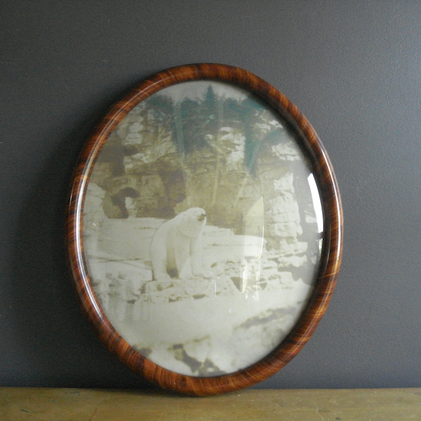 Large Oval Frame with Convex Glass - Vintage Ornate Faux Bois Frame Curved Glass - Old Photograph of  a Polar Bear in Bubble Glass