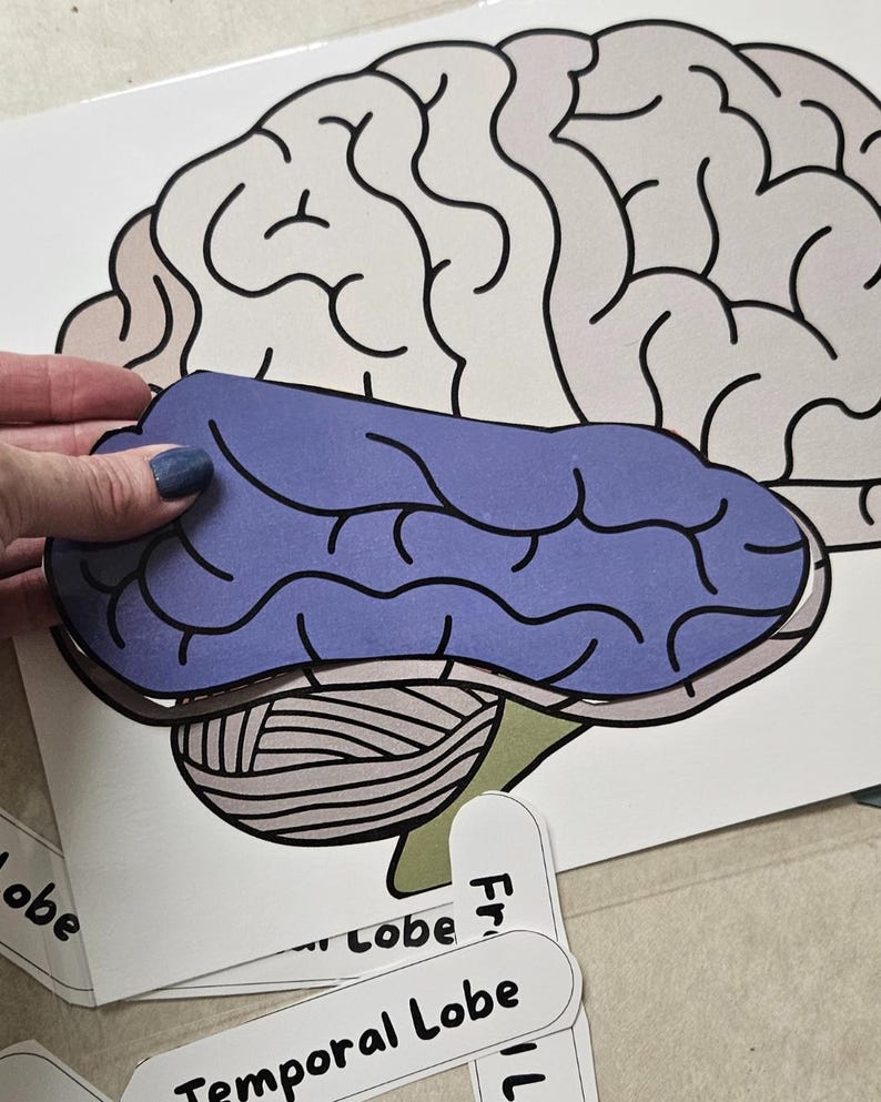 Parts of the Brain Labeling Worksheet | Educational Science Printable ...