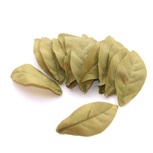 May include: A group of 10 dried green leaves arranged in a semi-circle on a white background.