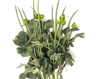 10 Botanical Floral Stems with Leaves for DIY Bouquets - No Flowers