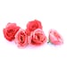 see more listings in the Roses section