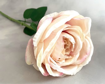 Pink cabbage rose coverup