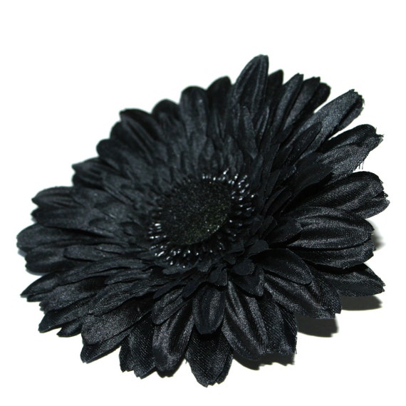 Black daisies deals