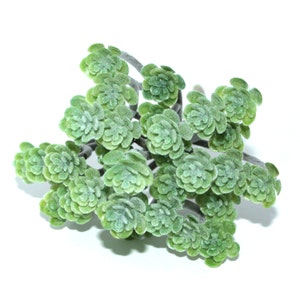 Green Tree Succulent - Artificial Succulents