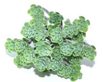 Green Tree Succulent - Artificial Succulents