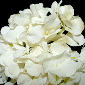 Creamy White Hydrangea Bunch Full Head Artificial Flowers, Blossoms, Silk Flowers PRE-ORDER image 4