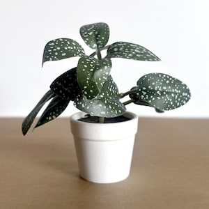 May include: A small potted plant with green leaves with white spots. The plant is in a white ceramic pot.