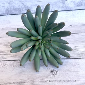 Faux Succulent in Green - Artificial Succulents-