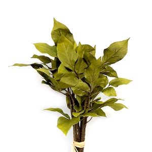 May include: A bunch of dried green leaves with brown stems tied together with twine.