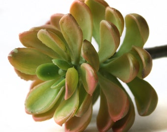 Faux Succulent in Green and Pink - Artificial Succulents- Echeveria
