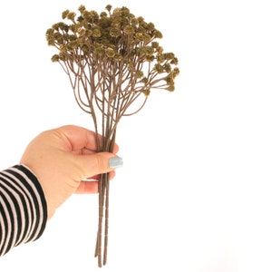 Olive Green Gypsophilia or Baby&#39;s breath - PRE-ORDER