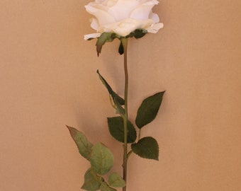 Ivory Cream Margaret Rose - Silk Flowers, Artificial Flowers - With or Without Stem