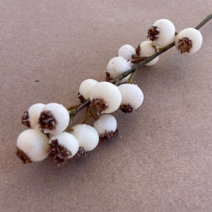 May include: A sprig of white berries with brown stems and calyxes. The berries are clustered together and have a smooth, matte finish.