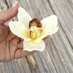 Puede incluir: Una sola flor de orquídea blanca con un centro marrón y rosa. La flor se sostiene en una mano.