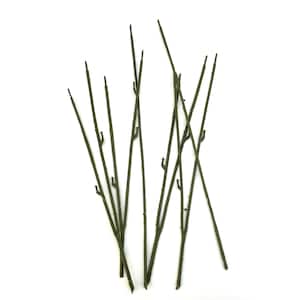10 Thick Floral Stems for DIY Bouquets - 11 - 13 inches