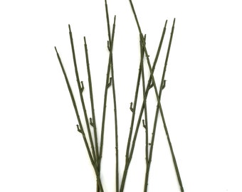 10 Thick Floral Stems for DIY Bouquets - 11 - 13 inches
