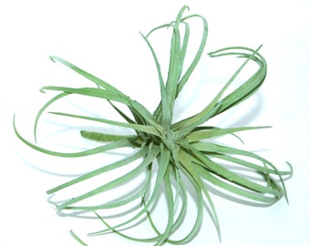 Light Green Air Plant - Faux Succulent - Artificial Succulents