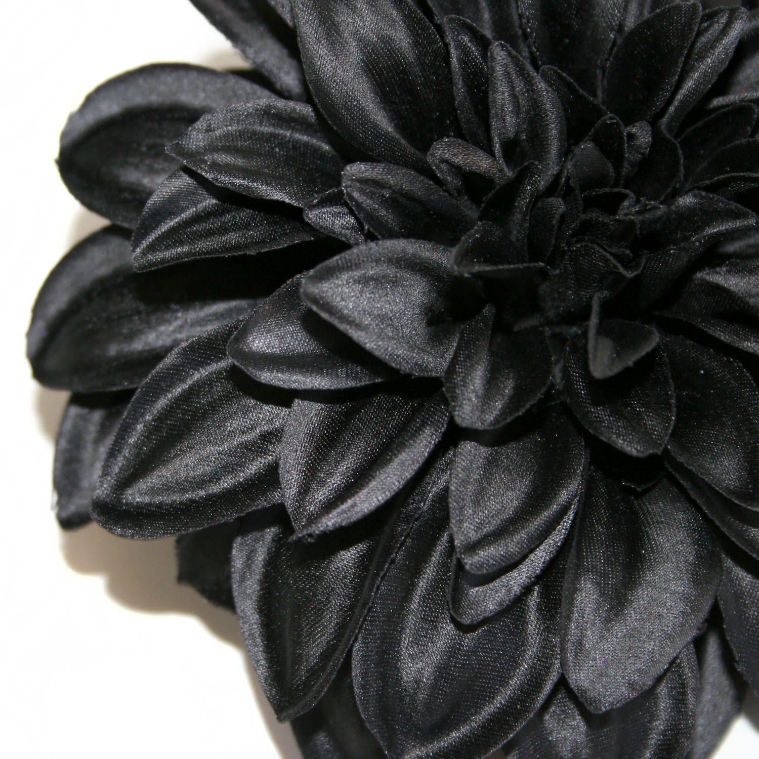 Flower black dahlia