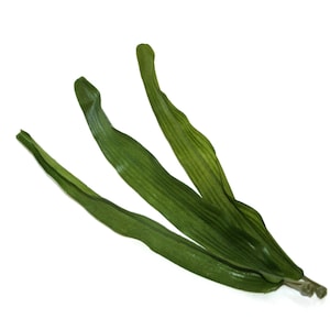100 Jumbo Blades of Grass