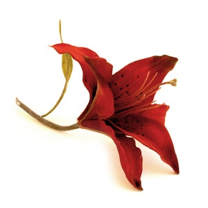 Dark Red Lily - Artificial Flowers, Silk Flower Heads - PRE-ORDER