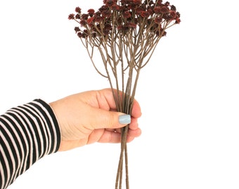 Dark Red Gypsophila Baby's Breath - PRE-ORDER
