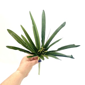 Cypress Grass Spray - Faux Floral - Artificial Greenery - 23 Inches