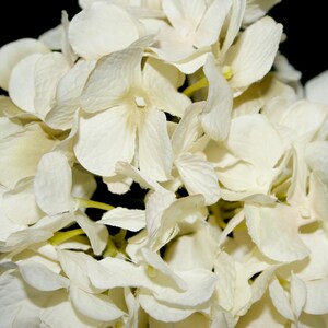 Creamy White Hydrangea Bunch Full Head Artificial Flowers, Blossoms, Silk Flowers PRE-ORDER image 2