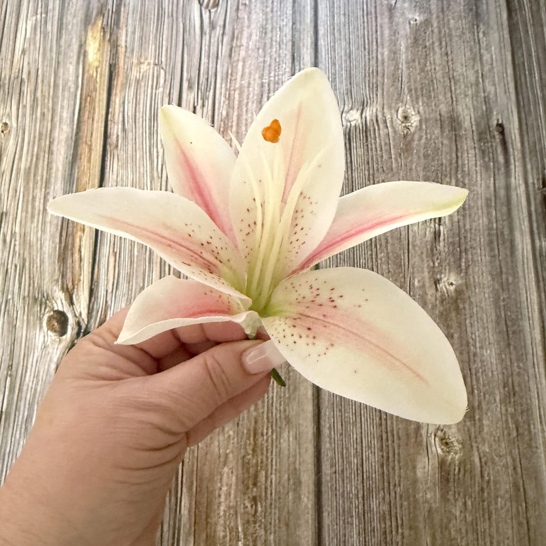 Cream Pink Casablanca Lily - Easter Flower - With or Without Long Stem -  Etsy