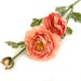 see more listings in the Ranunculus / Delphinium section