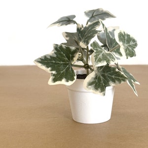 May include: A small potted plant with green and white variegated leaves. The plant is in a white ceramic pot.