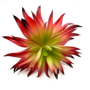 Plante succulente artificielle en rouge et vert - Plantes succulentes artificielles - Pachypodium - PRÉ-COMMANDE