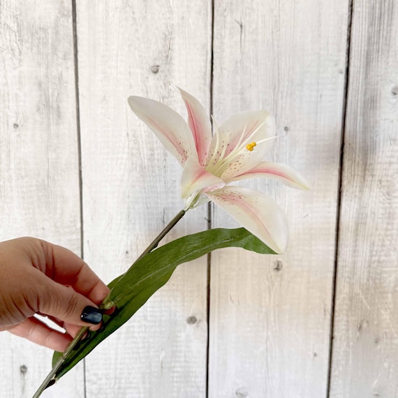 Cream Pink Casablanca Lily - Easter Flower - With or Without Long