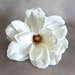 see more listings in the Flower Garden section