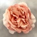 see more listings in the Roses section