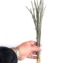 May include: A bunch of dried, light green twigs tied together with a brown string. The twigs are about 30 cm long.